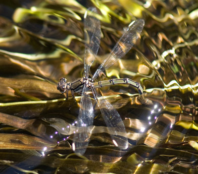 Diphlebia nymphoides